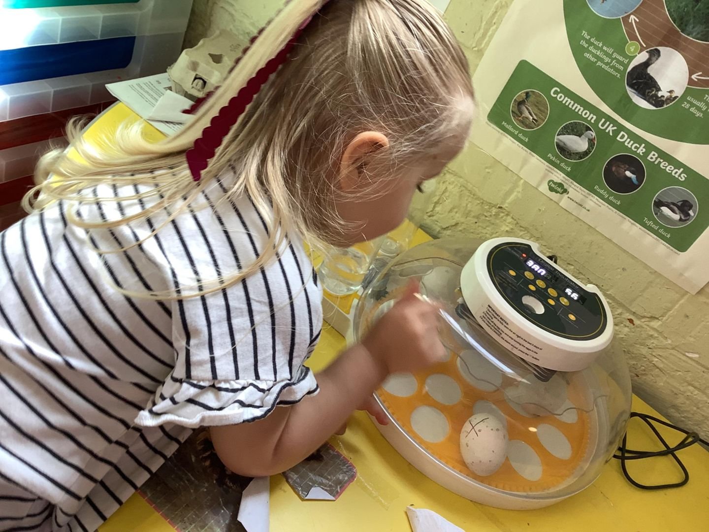 A pre-school child watching eggs in the incubator